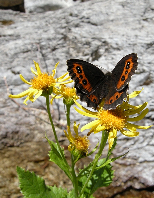 Erebia ligea